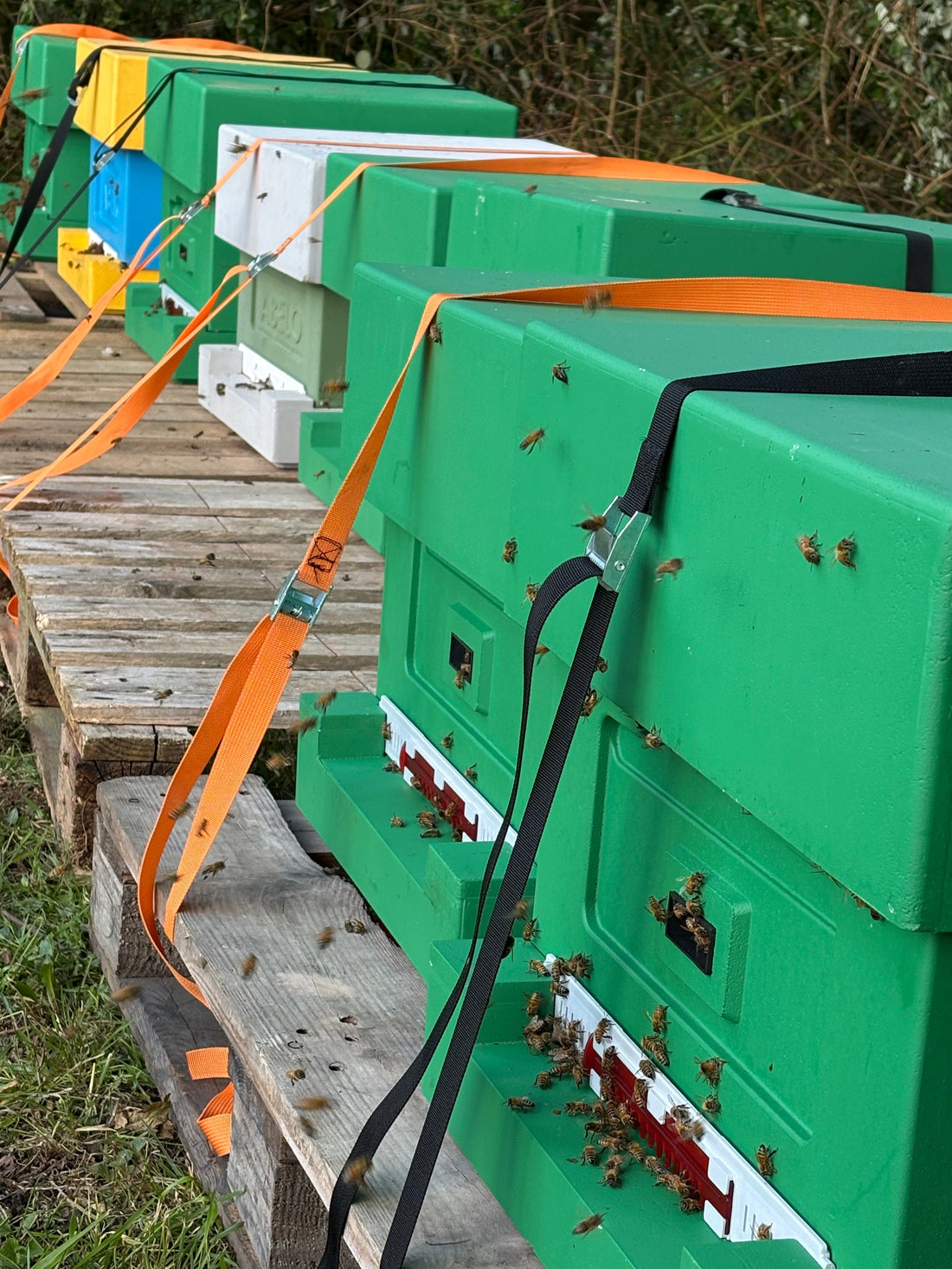 Exciting News: Raw Honey Co. Opens a Brand-New Apiary