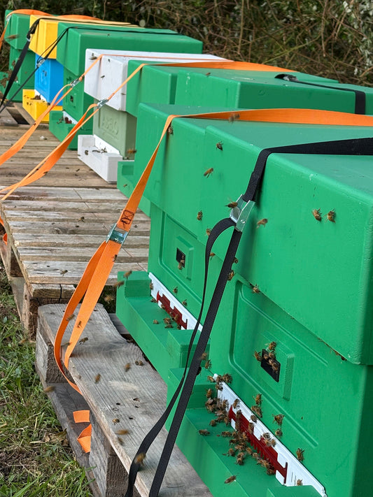Exciting News: Raw Honey Co. Opens a Brand-New Apiary
